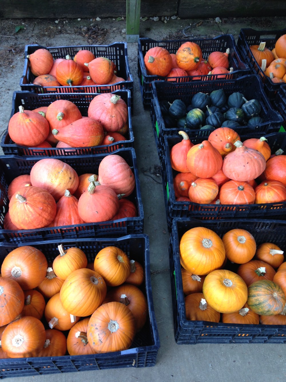 so many squashes