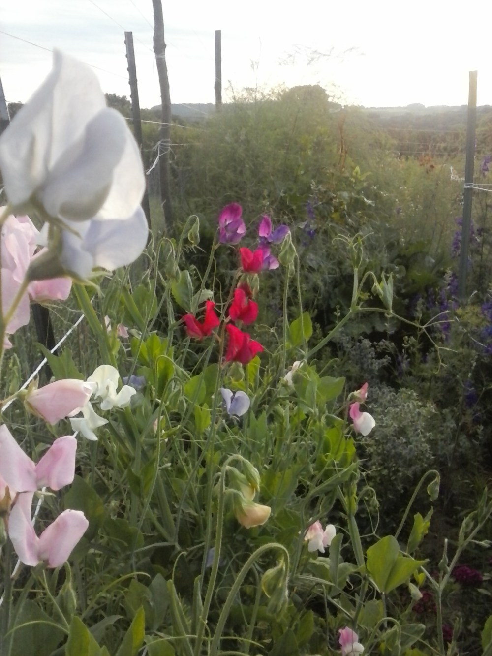 sweet pea sunset