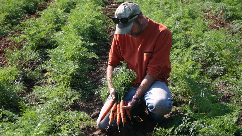 JackCheckingCarrots_Featherstone